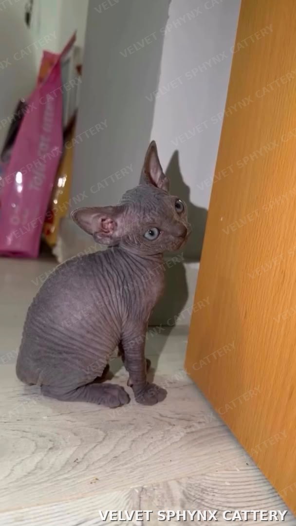 Female Sphynx kitten, five months old, for sale