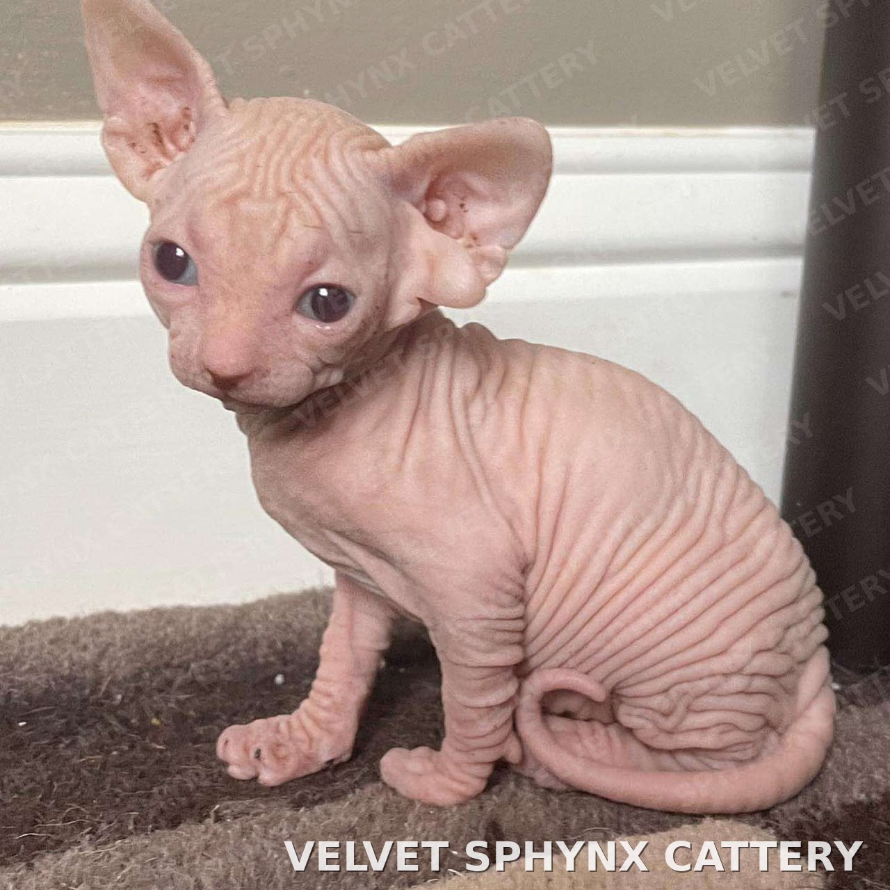 Sphynx kitten raised at Sphynx Elite Cattery