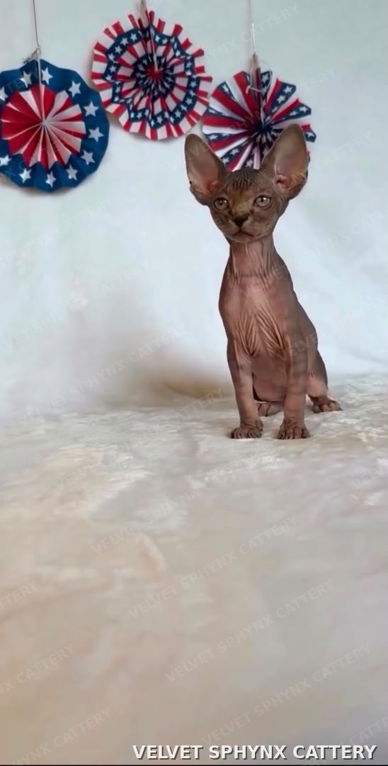 Female Sphynx kitten, seven months old, for sale