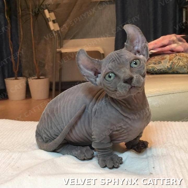 Male Sphynx kitten, five months old, for sale