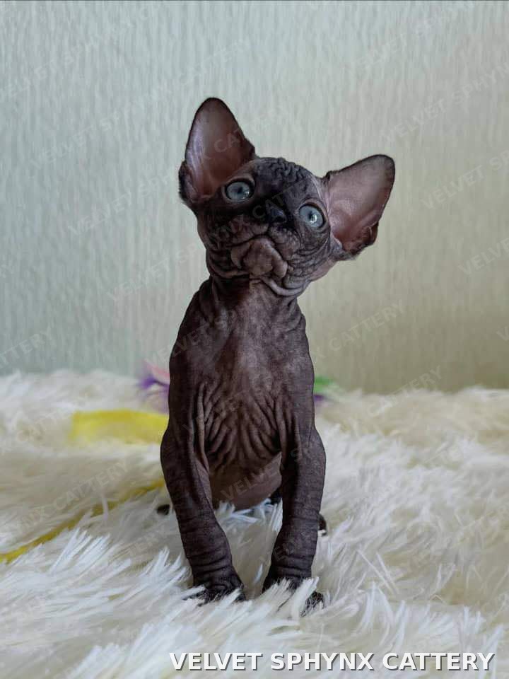 Male Sphynx kitten, six months old, for sale, second listing