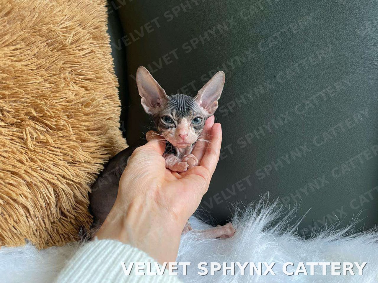 Sphynx kitten care guide