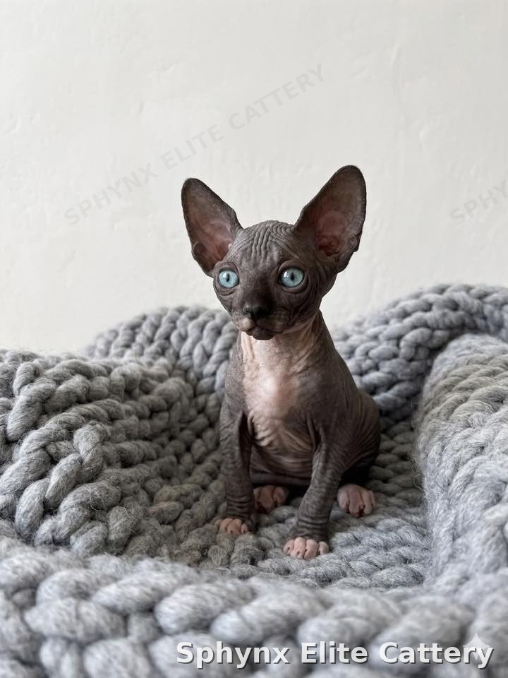 Sphynx kitten shipping and delivery