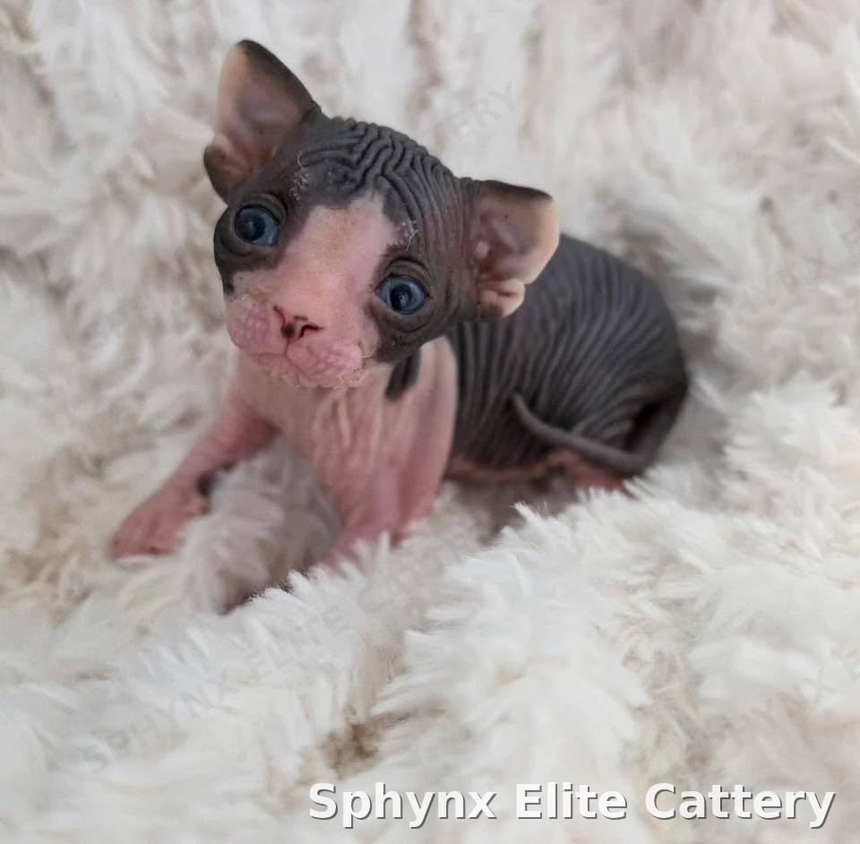 Reserved Sphynx kitten from Sphynx Elite Cattery