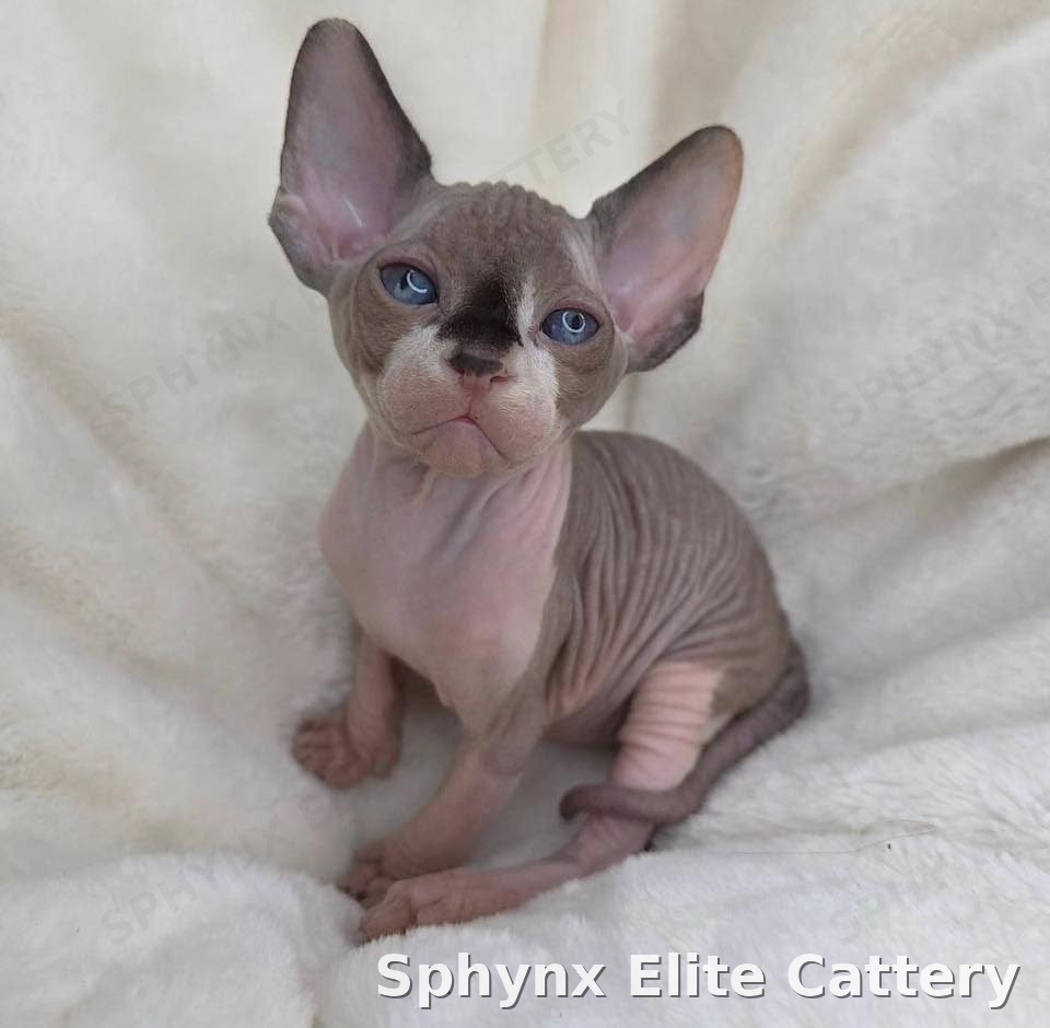 Reserved Sphynx kitten from Sphynx Elite Cattery