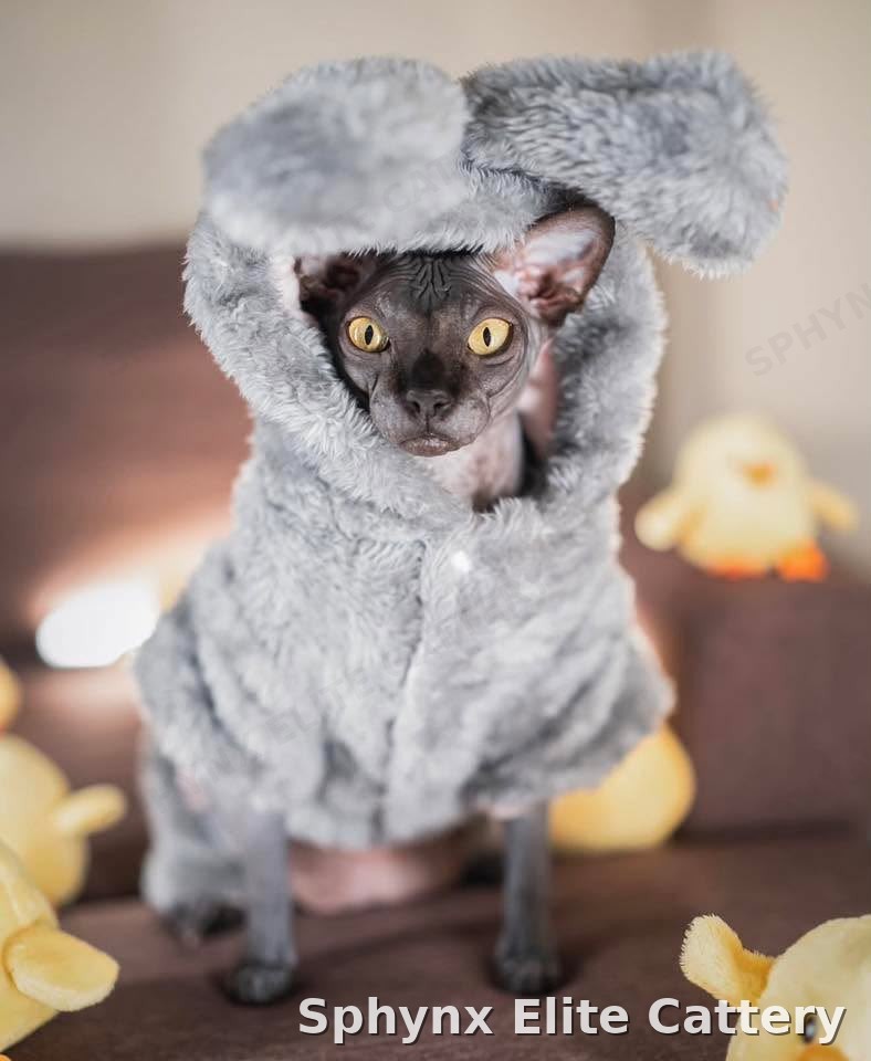 Reserved Sphynx kitten from Sphynx Elite Cattery