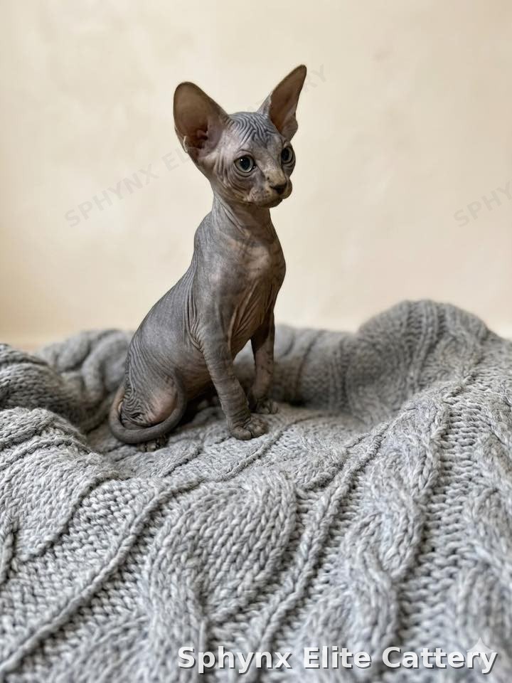Reserved Sphynx kitten from Sphynx Elite Cattery