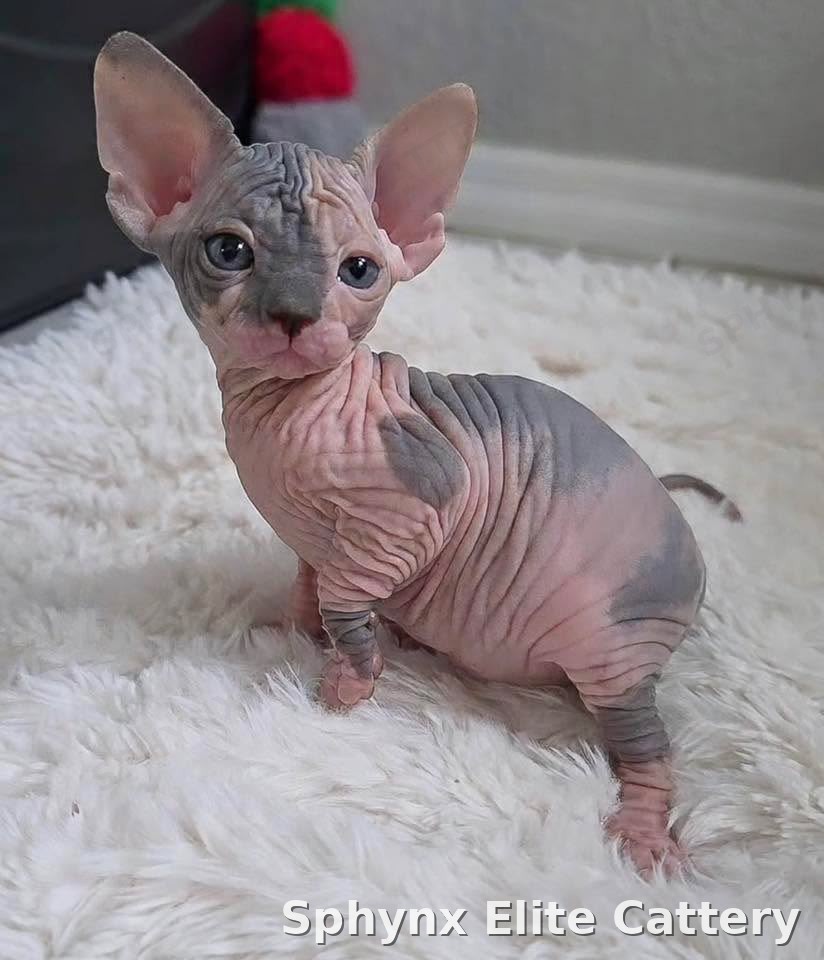 Reserved Sphynx kitten from Sphynx Elite Cattery