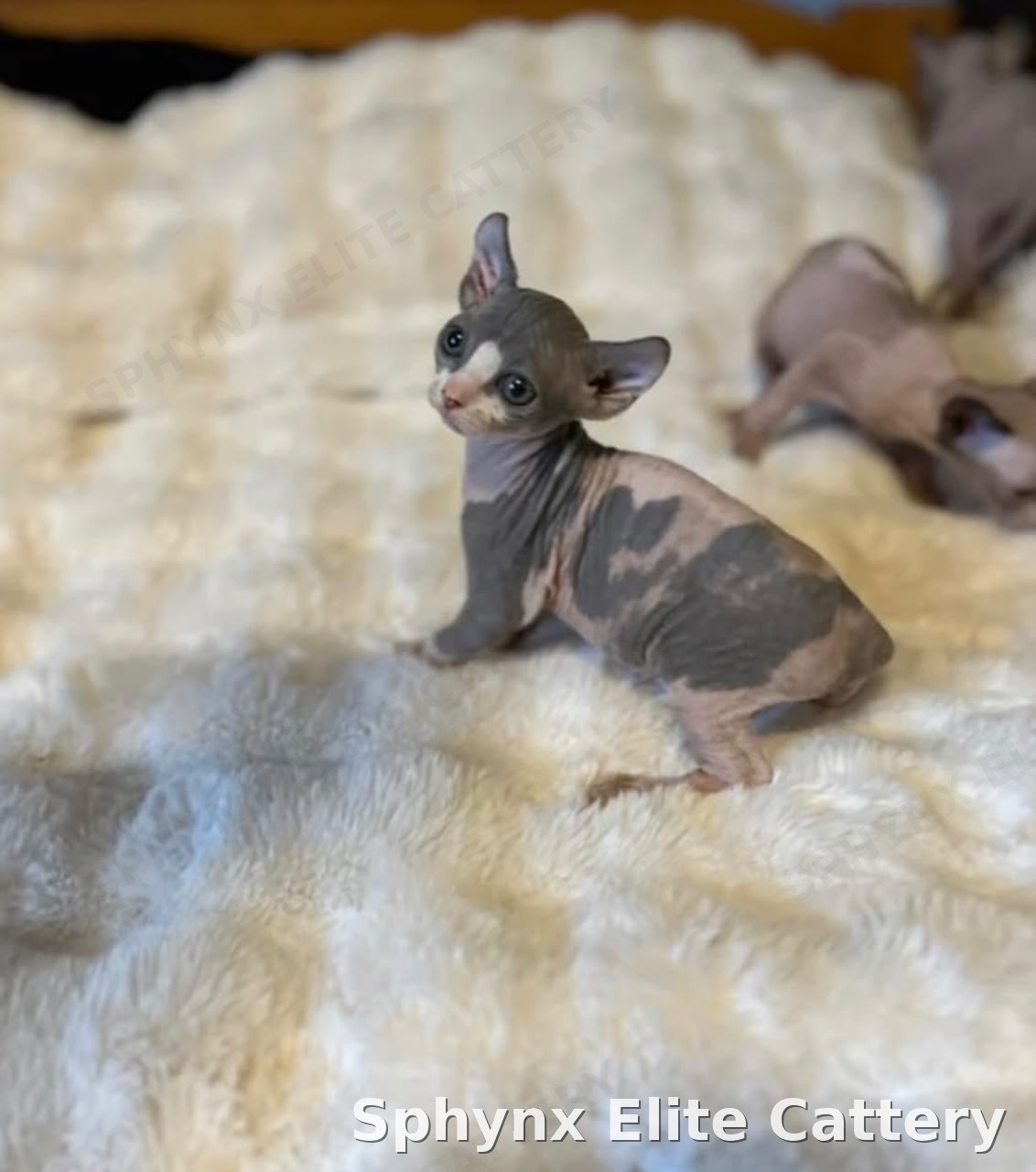 Sphynx kitten, sold — Sphynx Elite Cattery