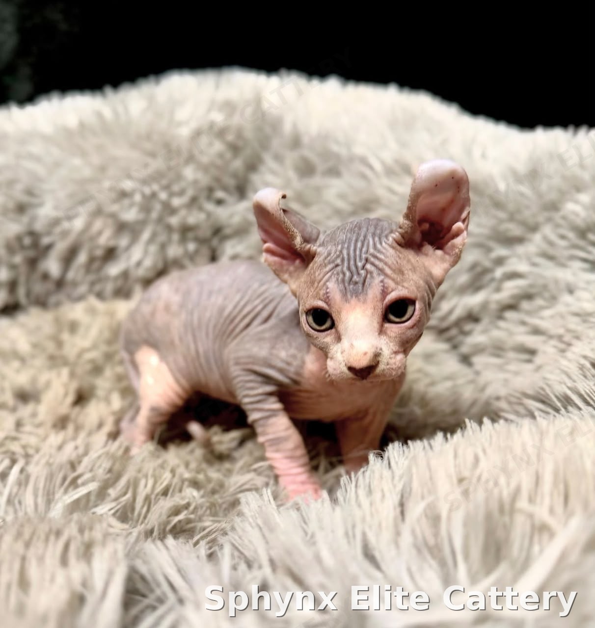 Sphynx kitten, sold — Sphynx Elite Cattery