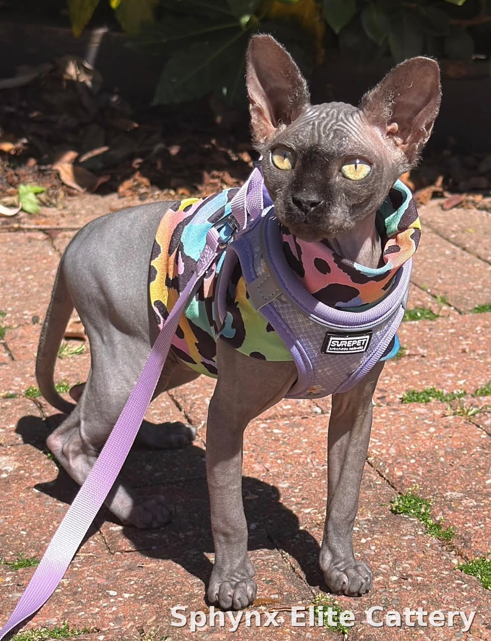 Sphynx kitten, sold — Sphynx Elite Cattery