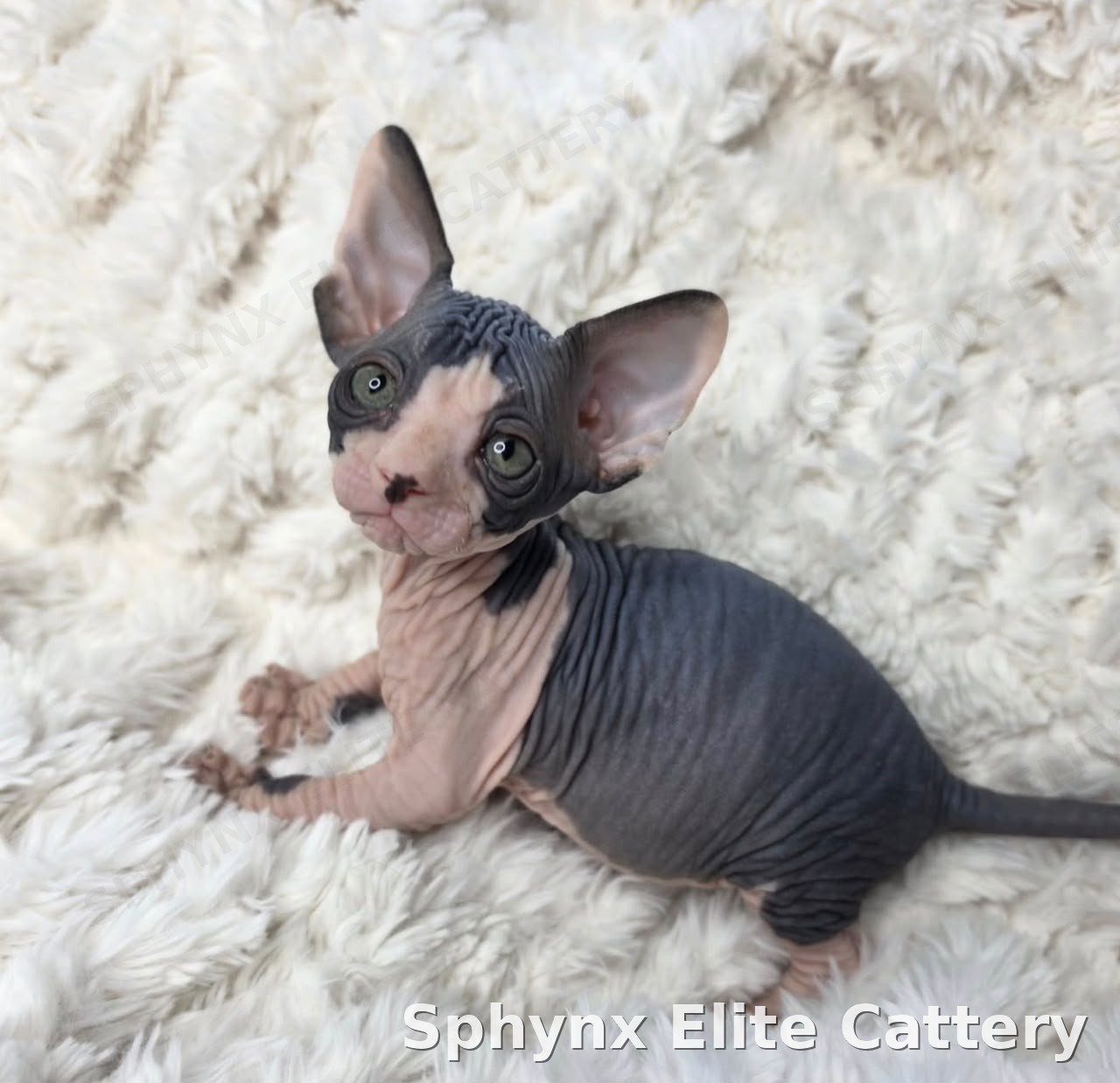 Sphynx kitten, sold — Sphynx Elite Cattery