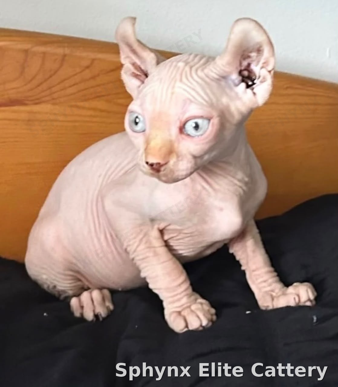 Sphynx kitten, sold — Sphynx Elite Cattery