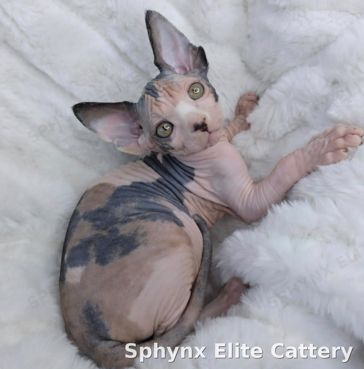 Sphynx kitten, sold — Sphynx Elite Cattery