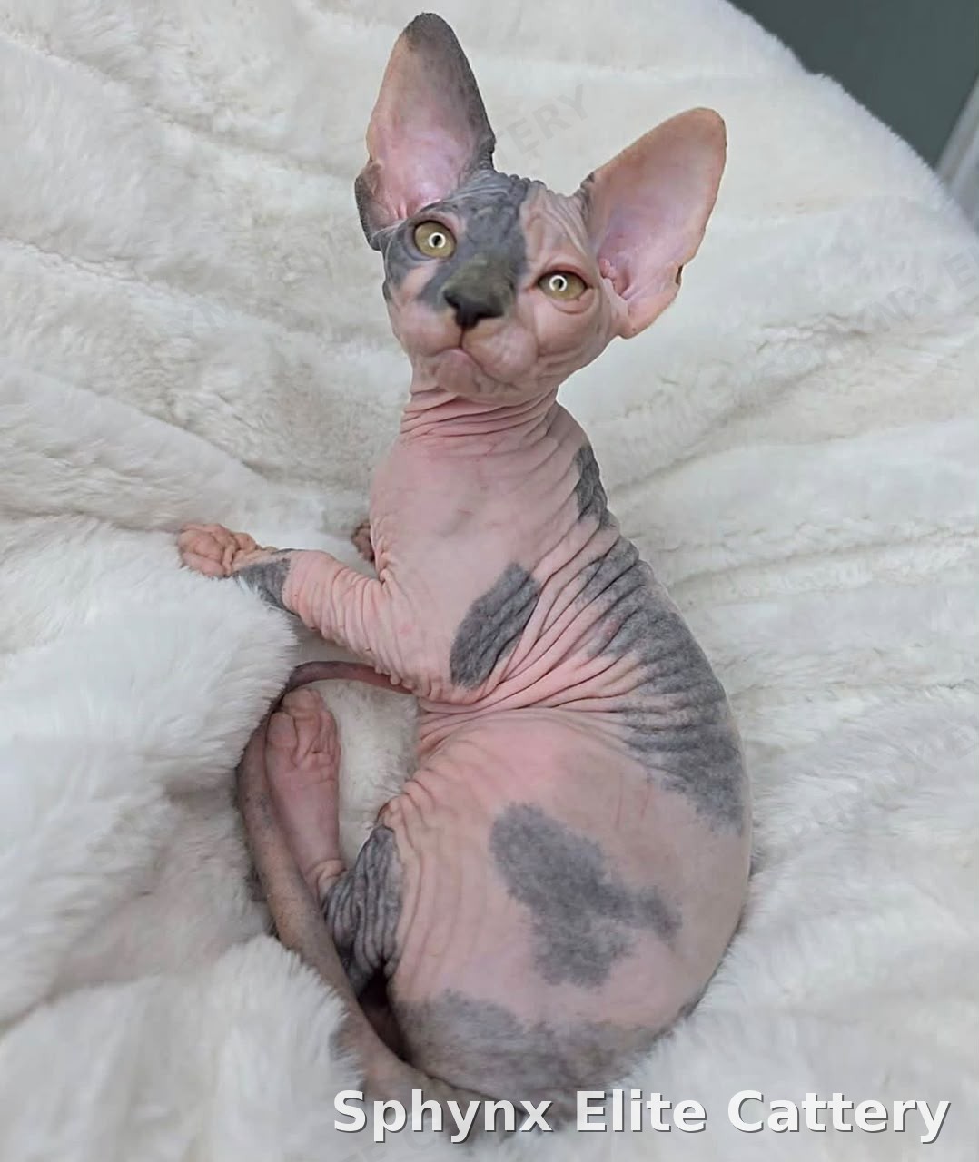 Sphynx kitten, sold — Sphynx Elite Cattery